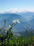 Mountain Flowers